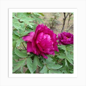 Peony 2 Art Print