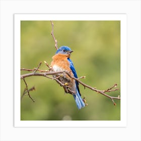 Bluebird Art Print