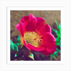 Red Rose Art Print