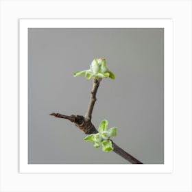 Spring Buds On A Branch Botanical Photography Art Print