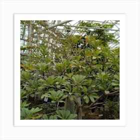 Tree In A Greenhouse Art Print