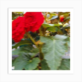 Red Begonia Flower Art Print