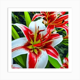 Lily Stock Videos & Royalty-Free Footage Art Print