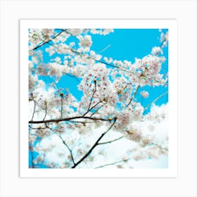 Cherry Blossoms Against Blue Sky Art Print