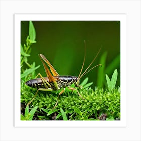 Grasshopper 17 Art Print