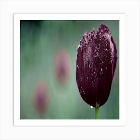 Black Tulip In The Rain Art Print