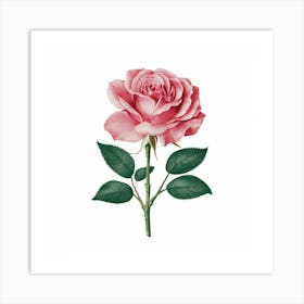 Pink Rose 3 Art Print