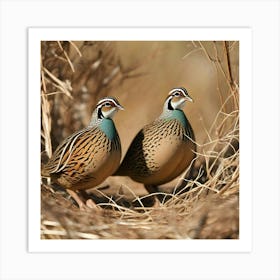 Pheasant birds Art Print