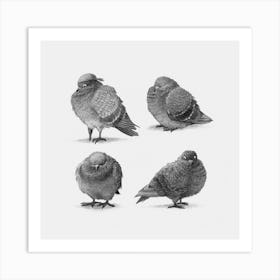 Pirate Pigeons Art Print