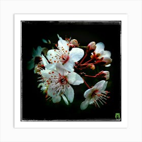 Cherry Blossoms 20160218108pub Art Print