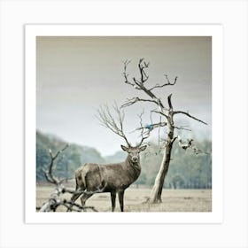 Deer In The Field Art Print