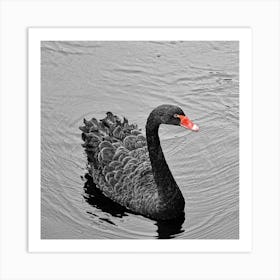 Black Swan Art Print