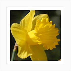 Daffodil Art Print