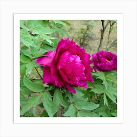 Peony in Japan 13 Art Print