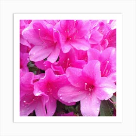 Pink Azaleas 16 Art Print