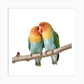 Lovebirds On Branch Isolated On White Background Art Print