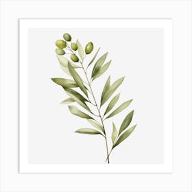 Olive Branch 1 Art Print