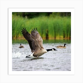 Canadian Geese 23 Art Print