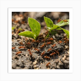 Ants On The Ground 6 Art Print