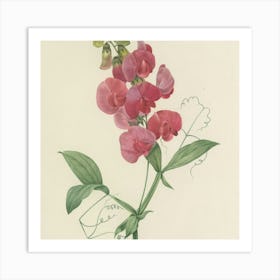 Sweet Peas Art Print