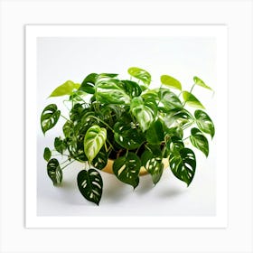 Golden Pothos Plant And White Background(1) Art Print