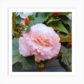 Begonia 35 Art Print