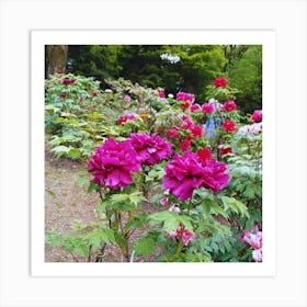 Peonies In The Garden 5 Art Print