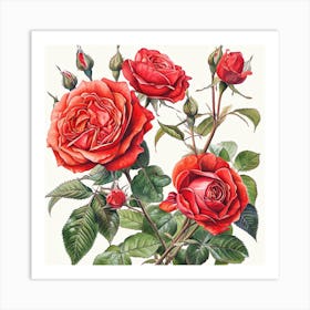 Rose Botanical Art Illustration 2 Art Print