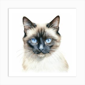 Snowshoe Cat Portrait 3 Art Print