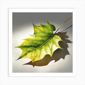 Shadow Of A Leaf Art Print