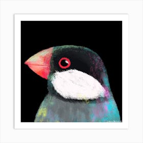 Java Sparrow Art Print