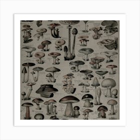 Collection Of Mushrooms Art Print