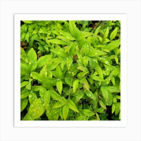 Raindrops On Green Leaves Art Print