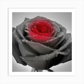 Black And Red Rose Art Print