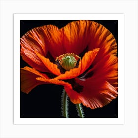 Ethereal poppy flower 5 Art Print