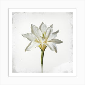 White Lily 1 Art Print