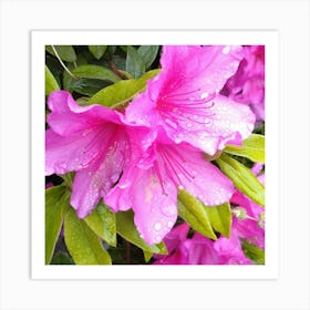 Pink Azaleas 31 Art Print