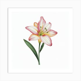 Pink Lily Art Print