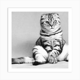 Black And White Cat Art Print