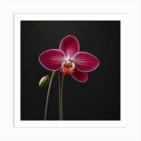 Orchid On A Black Background Art Print