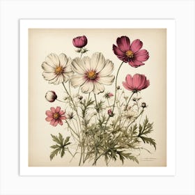 Cosmos Wildflower Vintage Botanical Art Print 1 Art Print