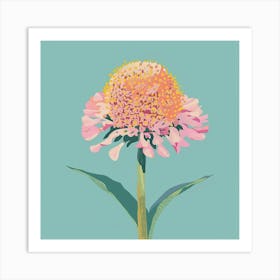 Scabiosa 2 Square Flower Illustration Art Print