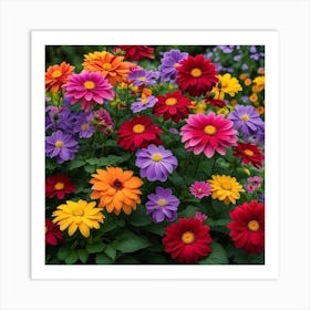 Colorful Dahlias Art Print