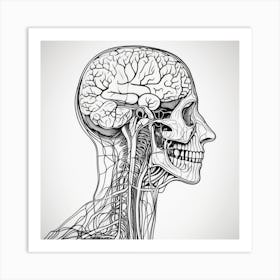 Human Anatomy Head And Neck Art Print