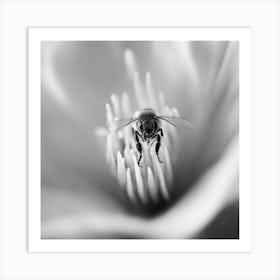 Bee On A Flower 3 Art Print