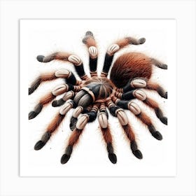 Tarantula 2 Art Print