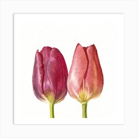 Watercolor Tulips Art Print