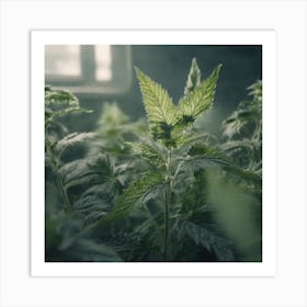 Marijuana Plants In A Greenhouse Art Print