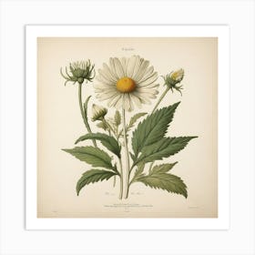 Chamomile Leaf Vintage Botanical Art Print 1 Art Print