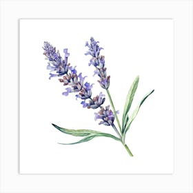 Lavender Flower Watercolor Illustration 3 Art Print